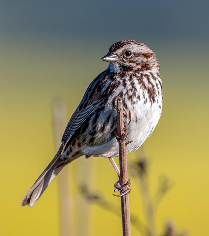Sparrow with Mustard Backdrop