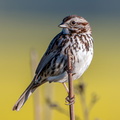 Sparrow with Mustard Backdrop