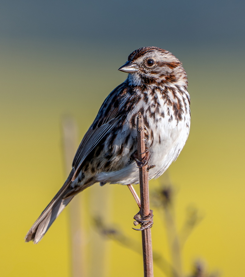 Sparrow with Mustard Backdrop