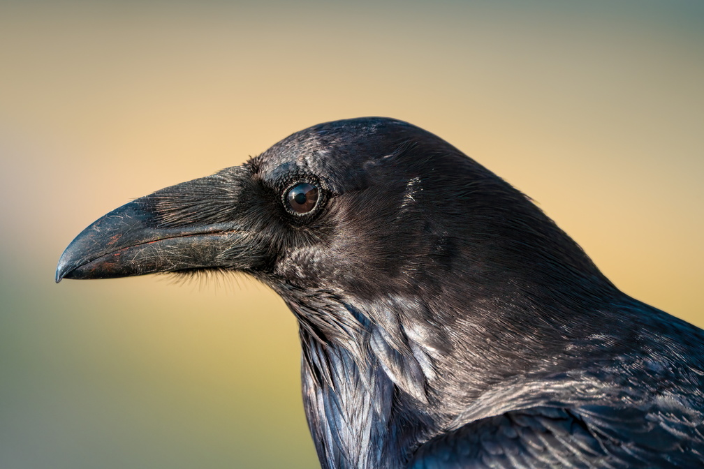Raven