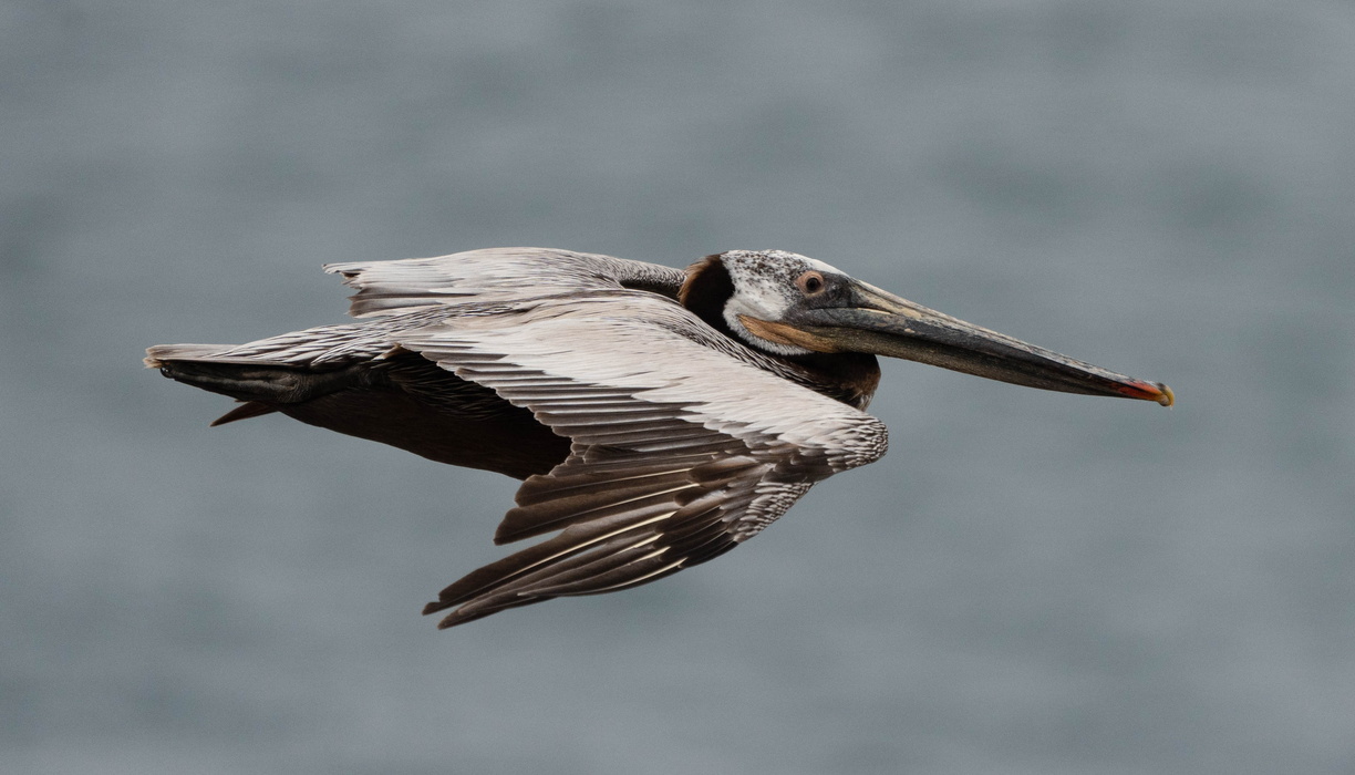 Pelican