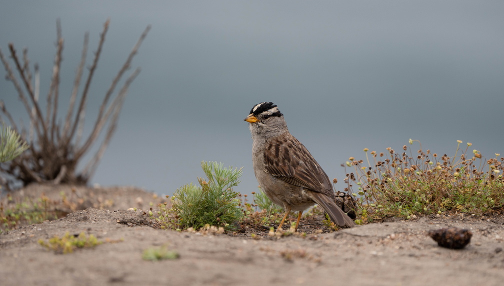 Sparrow on Bluff