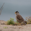 Sparrow on Bluff