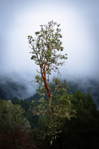 DSC01520-Enhanced-NR-Edit-Edit-2.jpg